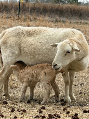 Tan Goat 1
