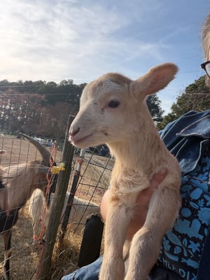 Tan Goat 2