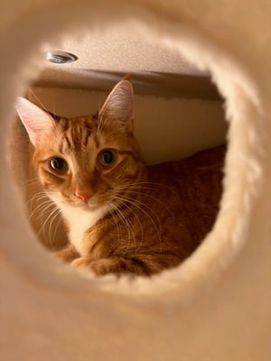 Cheeto