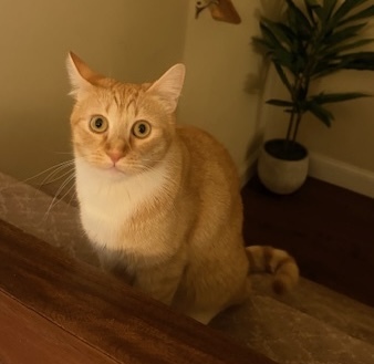 Loafy